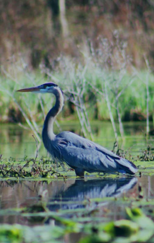 Wetlands