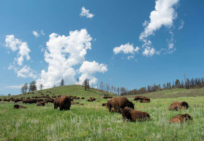 Grasslands context body